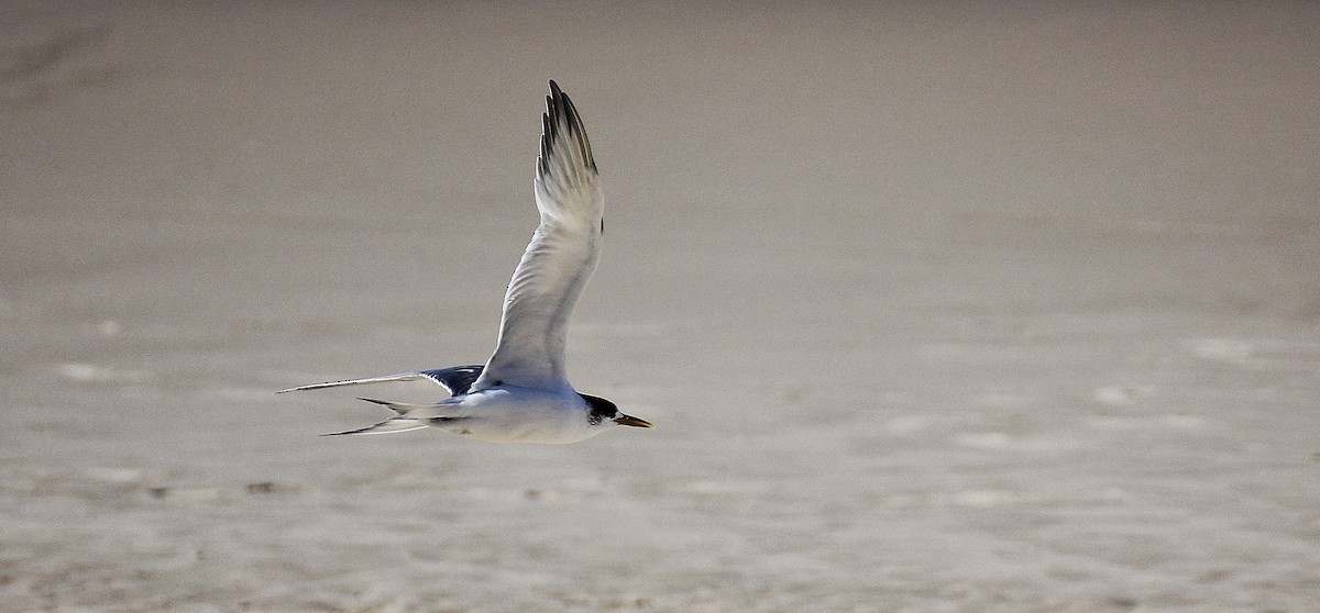 Great Crested Tern - ML620738217
