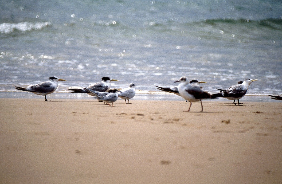 Great Crested Tern - ML620738218