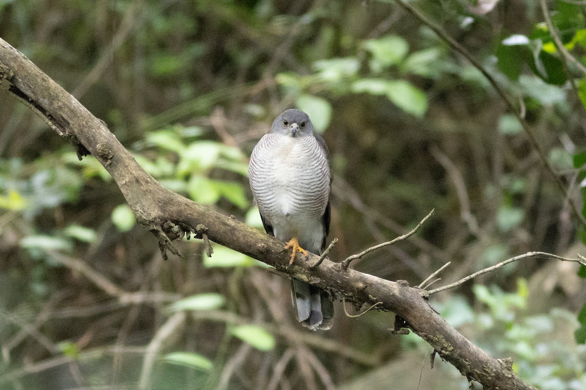 African Goshawk - ML620738220