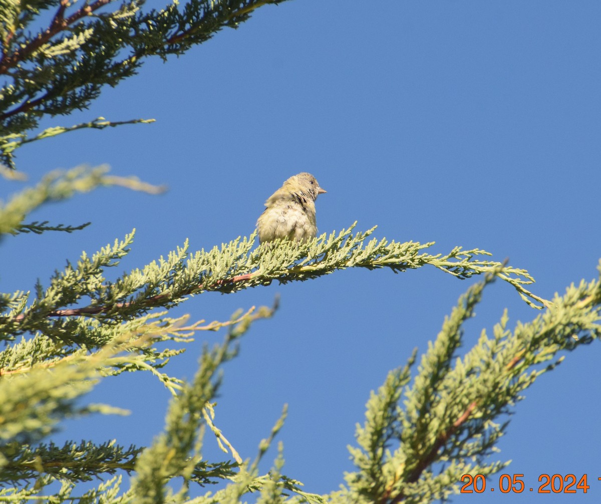 Black-hooded Sierra Finch - ML620738221