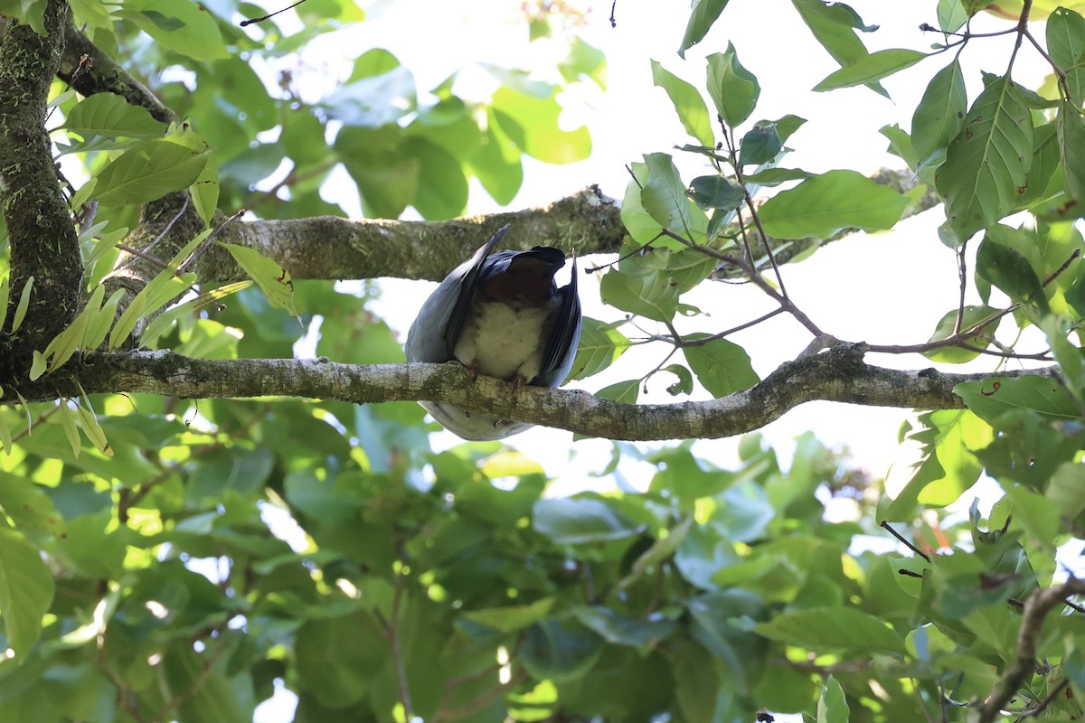 Island Imperial-Pigeon - ML620738224