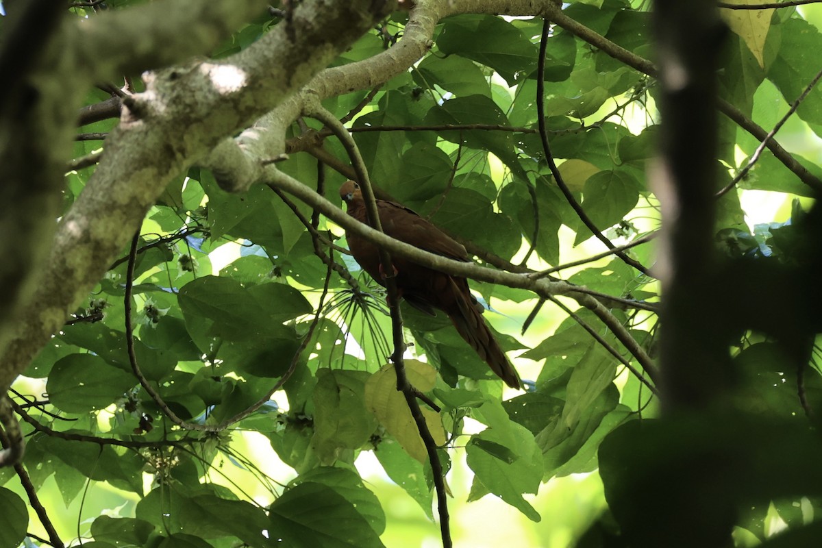 Mackinlay's Cuckoo-Dove - ML620738225