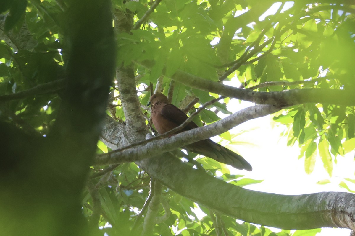 Mackinlay's Cuckoo-Dove - ML620738229