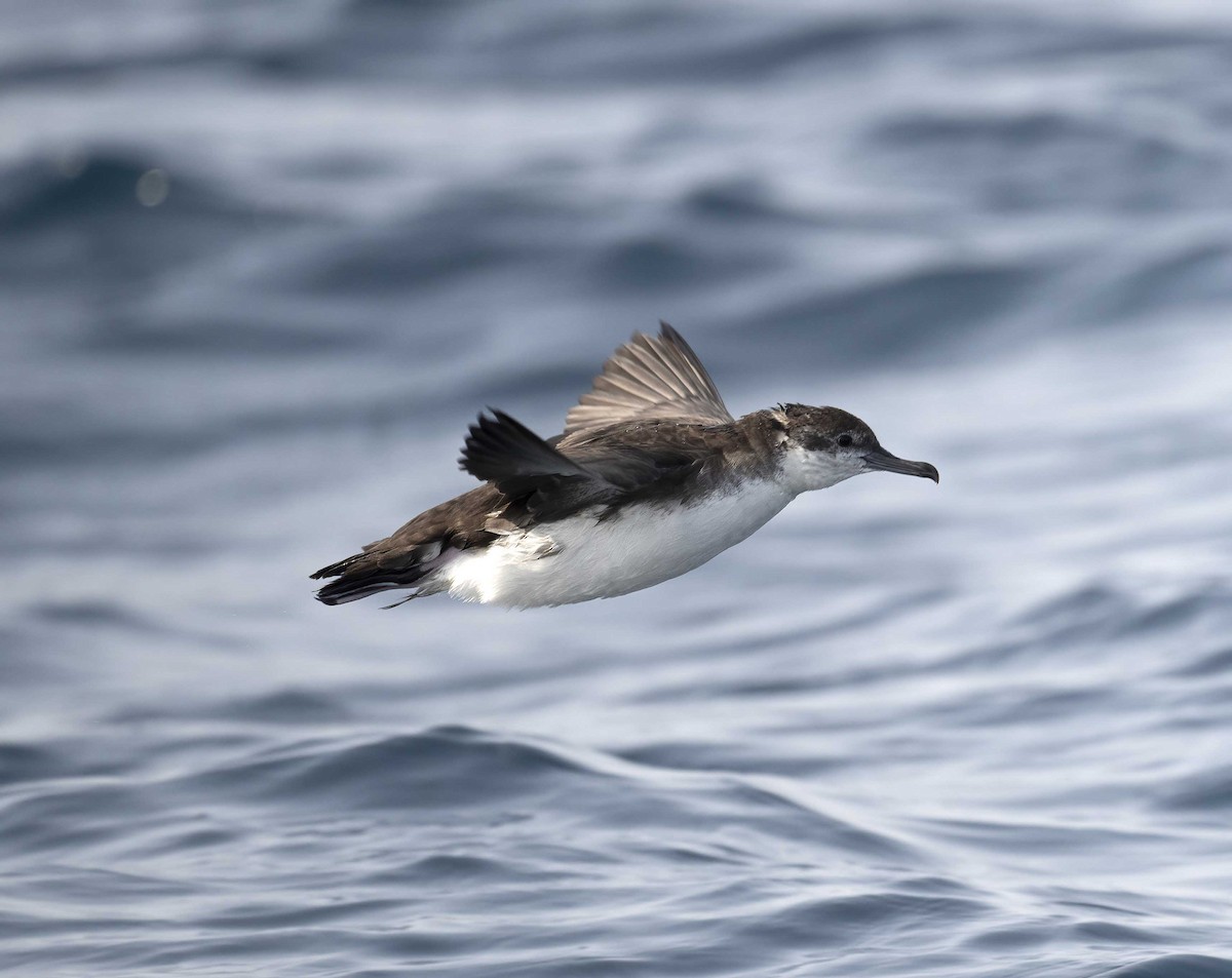 Persian Shearwater - ML620738231