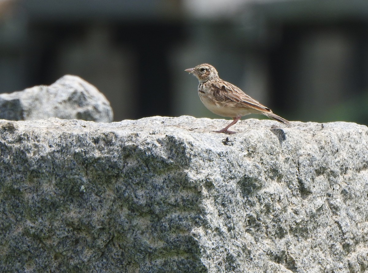 Indian Bushlark - ML620738236