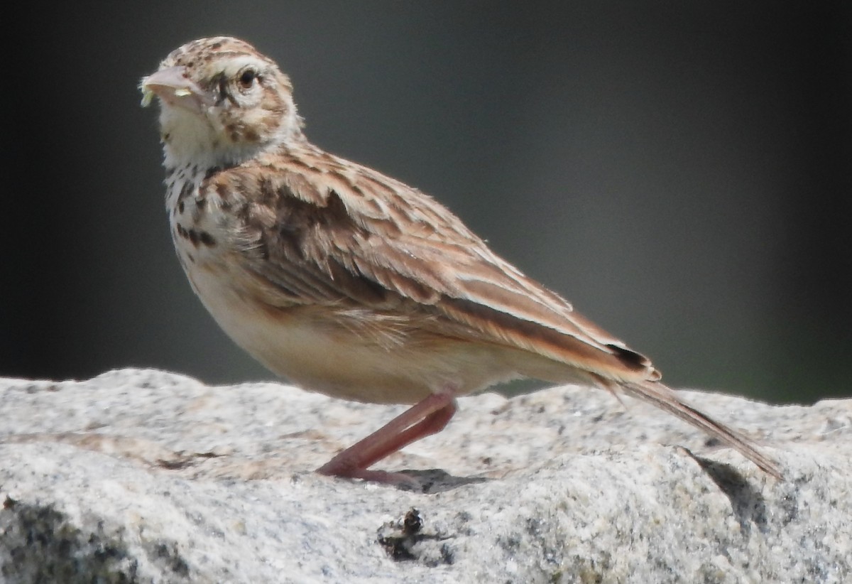 Indian Bushlark - ML620738237