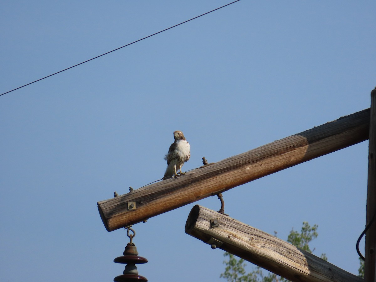 Red-tailed Hawk - John Greaves