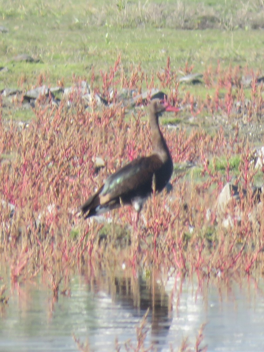 Spur-winged Goose (Southern) - Gareth Bain