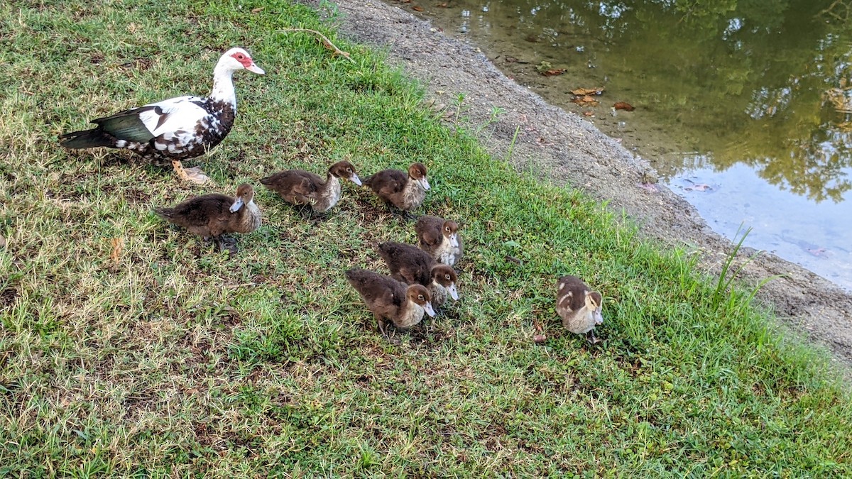 Muscovy Duck (Domestic type) - ML620738259