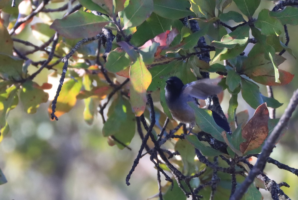 Carbonero Ventrirrufo (pallidiventris) - ML620738261