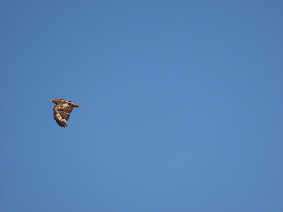 Red-tailed Hawk - ML620738262