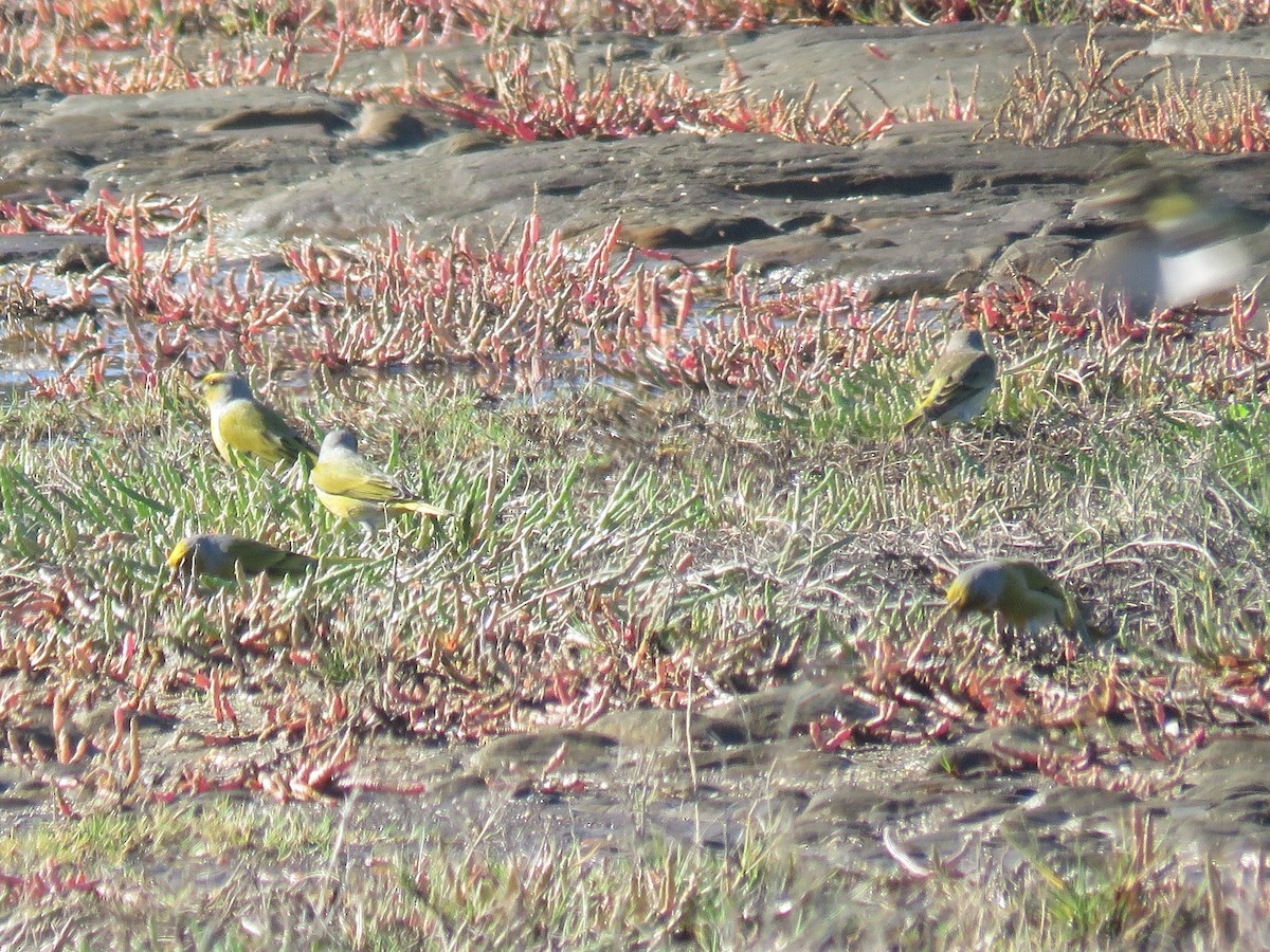 Serin du Cap - ML620738263