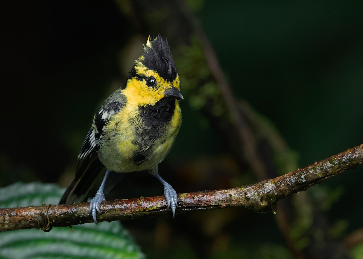 Yellow-cheeked Tit - ML620738265