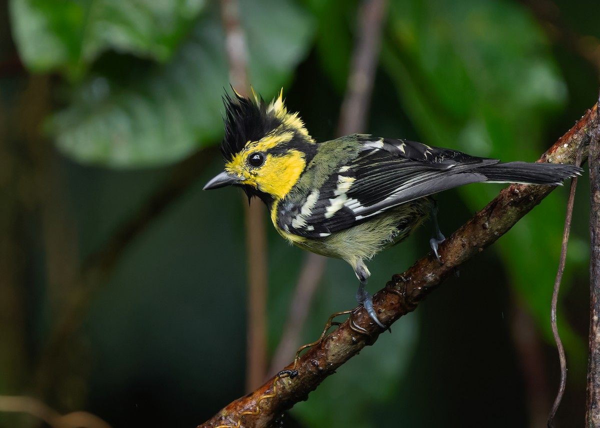 Yellow-cheeked Tit - ML620738267