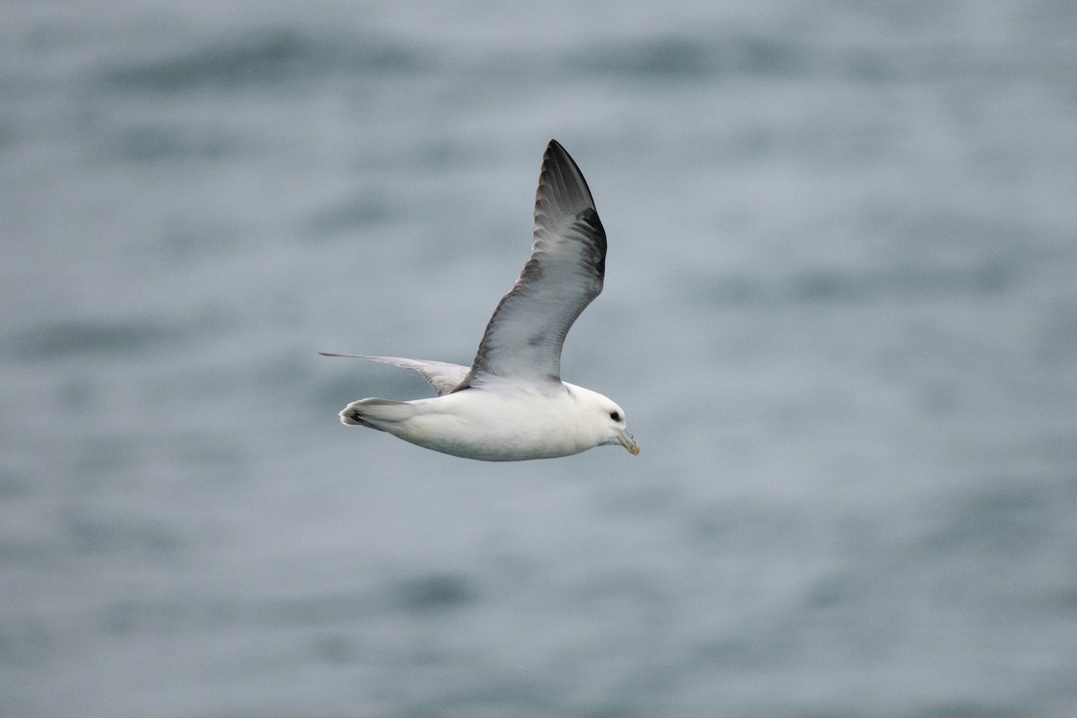 Fulmar boréal - ML620738269