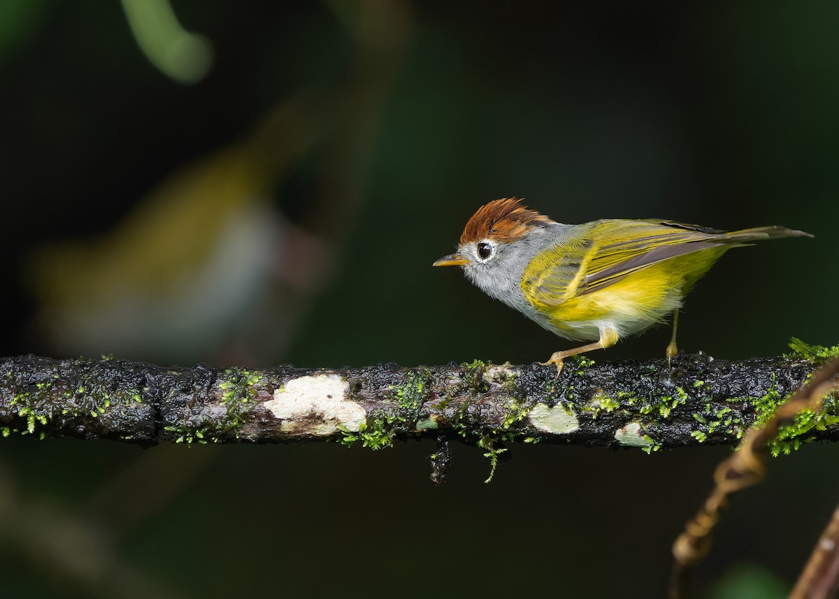 Chestnut-crowned Warbler - ML620738274