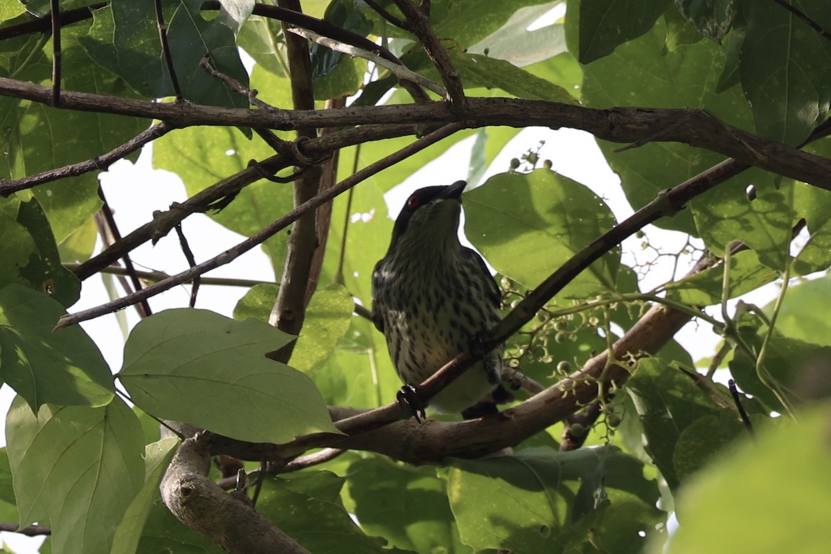 Metallic Starling - Andrew William