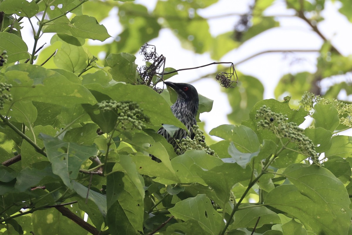 Metallic Starling - ML620738279