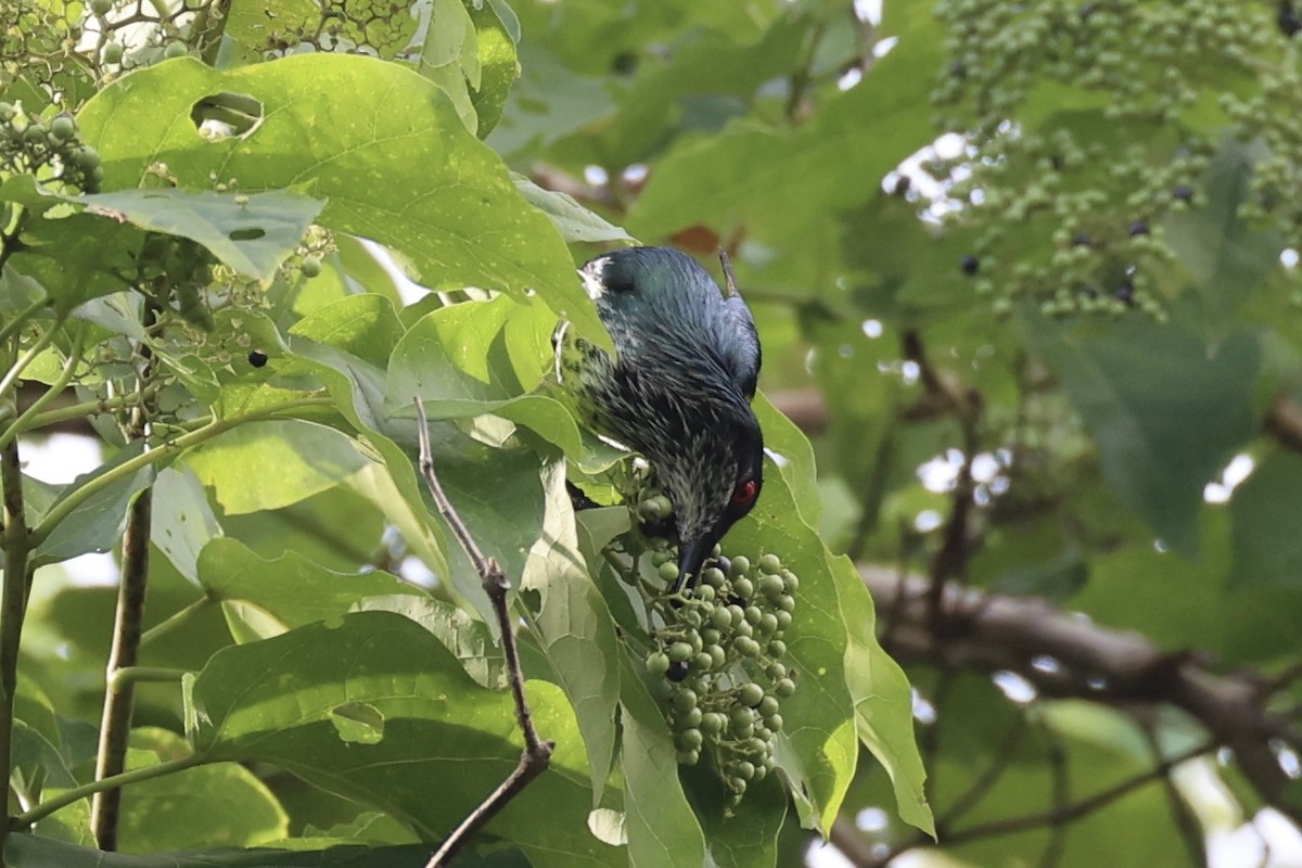 Metallic Starling - ML620738280