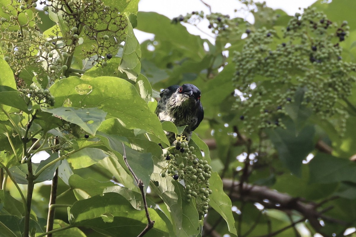 Metallic Starling - ML620738281