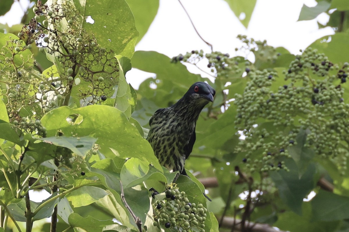 Metallic Starling - ML620738283