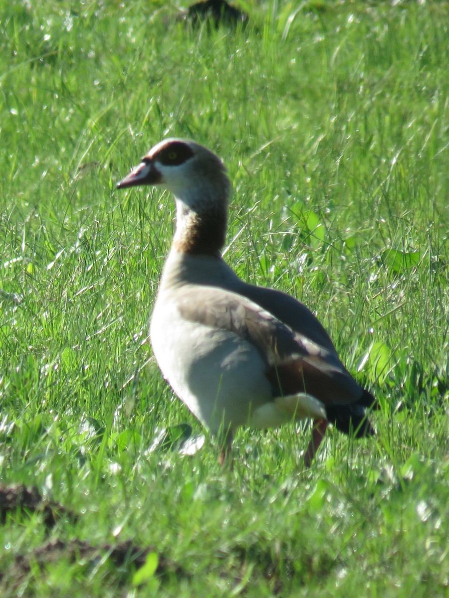 Egyptian Goose - ML620738286