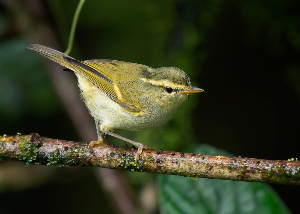 Mosquitero de Davison - ML620738287