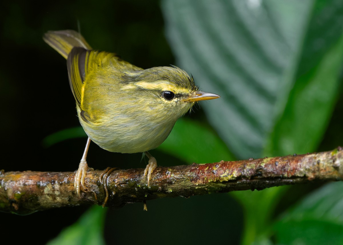 Davison's Leaf Warbler - ML620738288