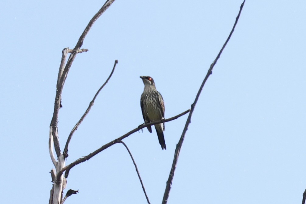 Metallic Starling - Andrew William