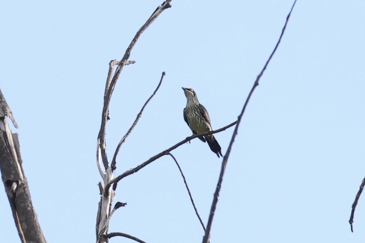 Metallic Starling - ML620738291