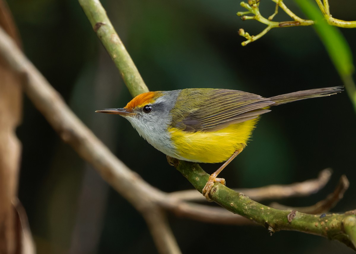 Mountain Tailorbird - ML620738292