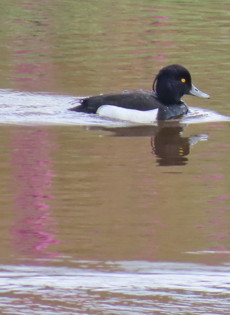 Tufted Duck - ML620738300