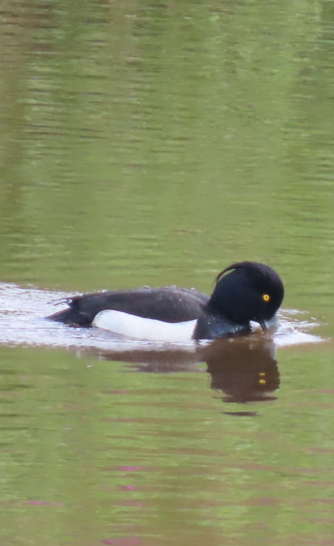 鳳頭潛鴨 - ML620738301