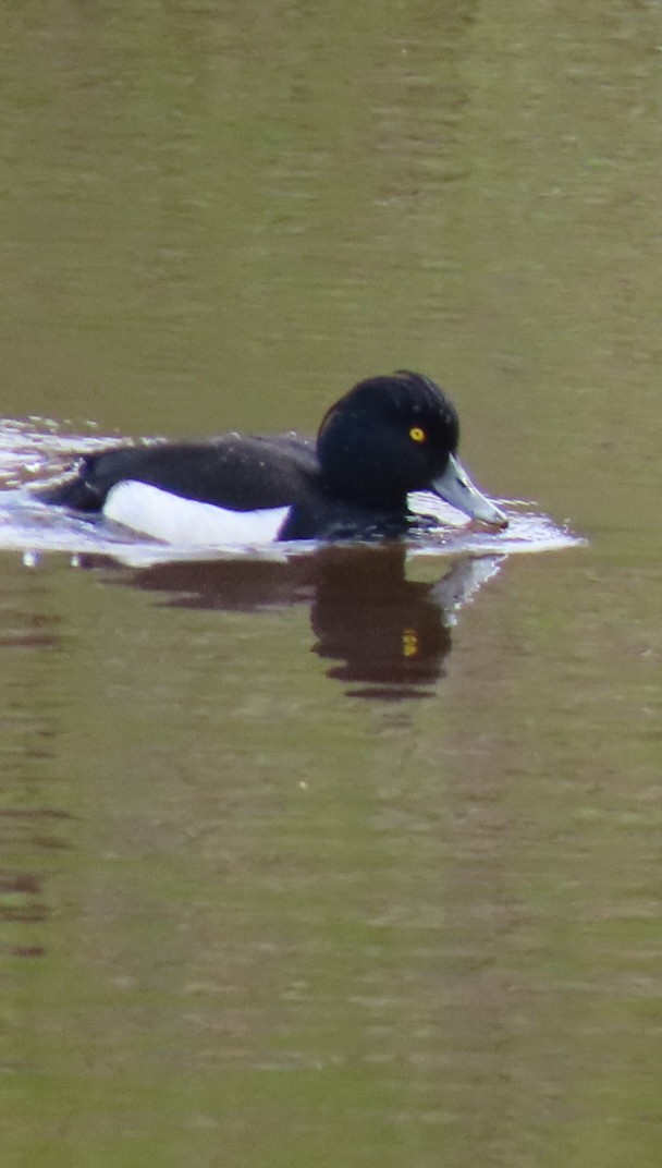 Tufted Duck - ML620738302