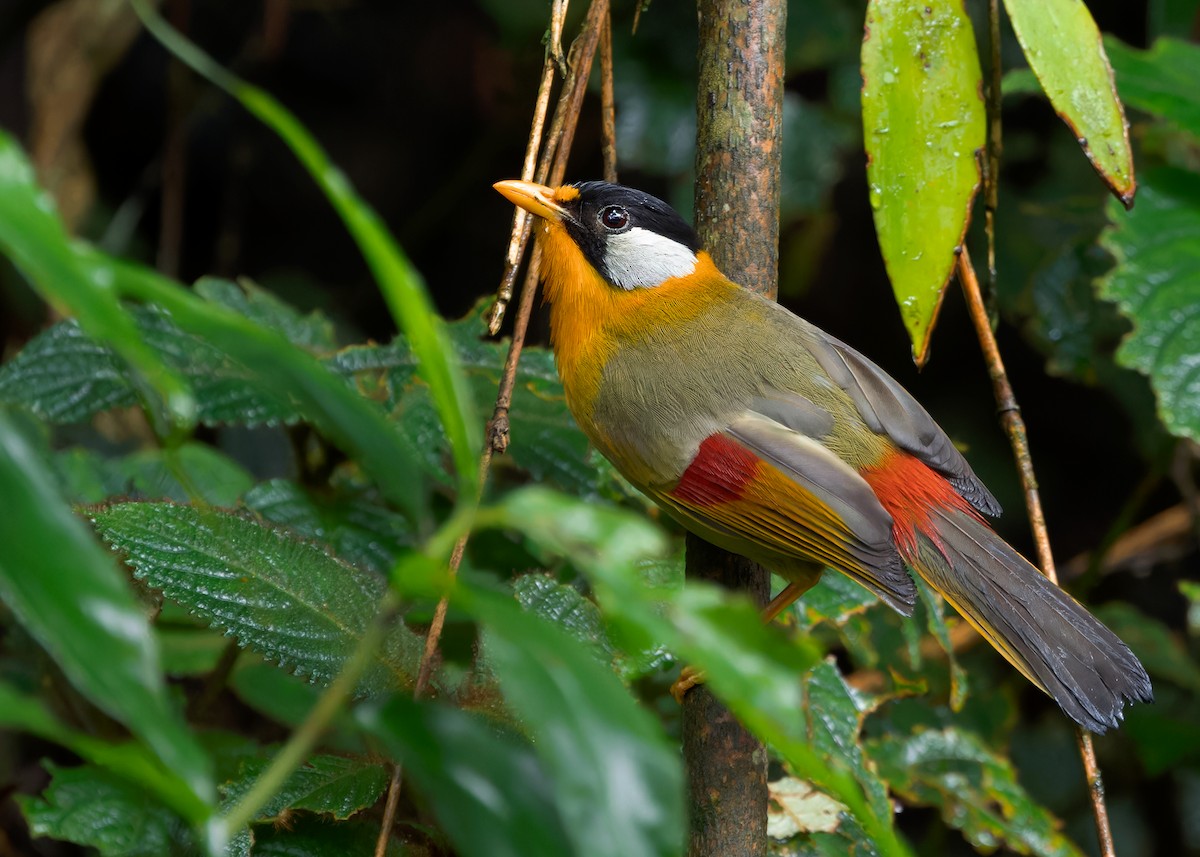 Leiótrix Cariblanco (grupo argentauris) - ML620738317