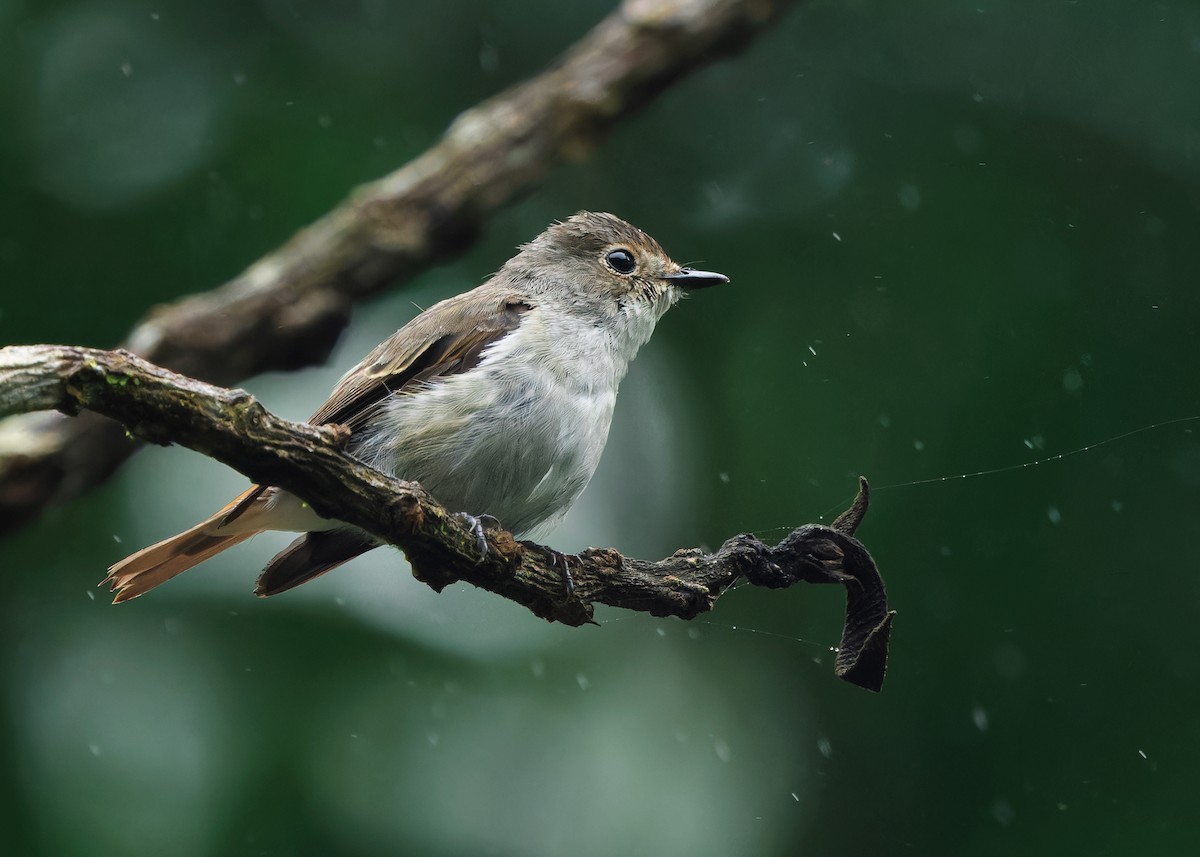 Little Pied Flycatcher - ML620738320