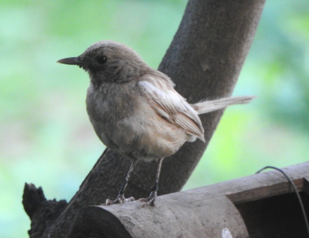 Oriental Magpie-Robin - ML620738322