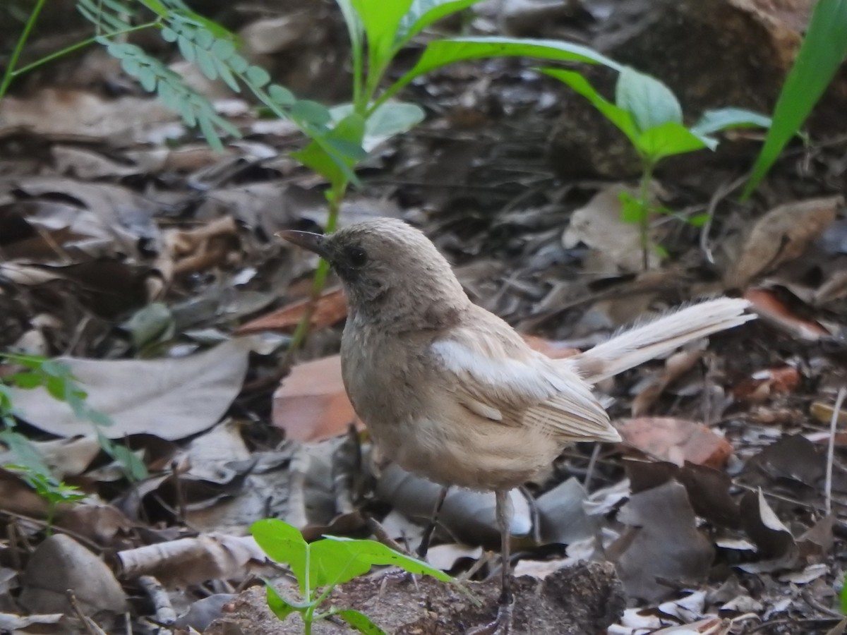 Oriental Magpie-Robin - ML620738323