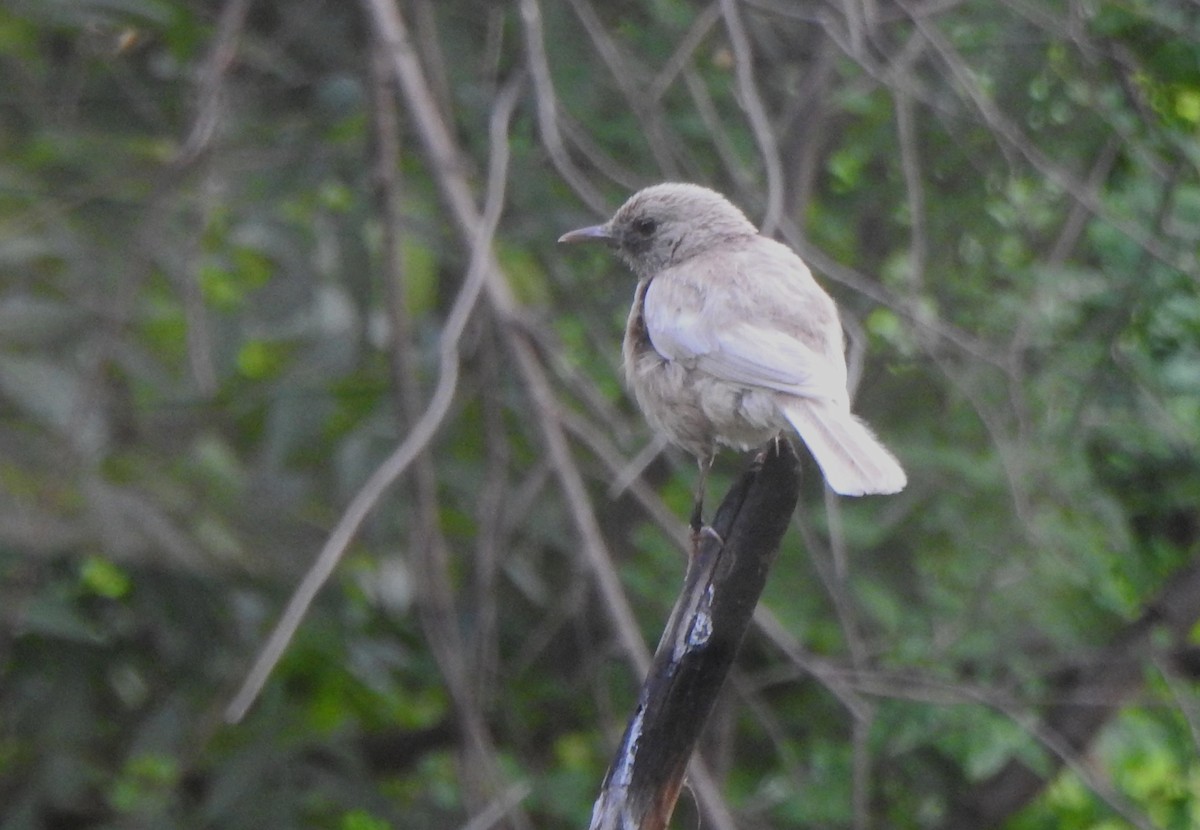 Oriental Magpie-Robin - ML620738324