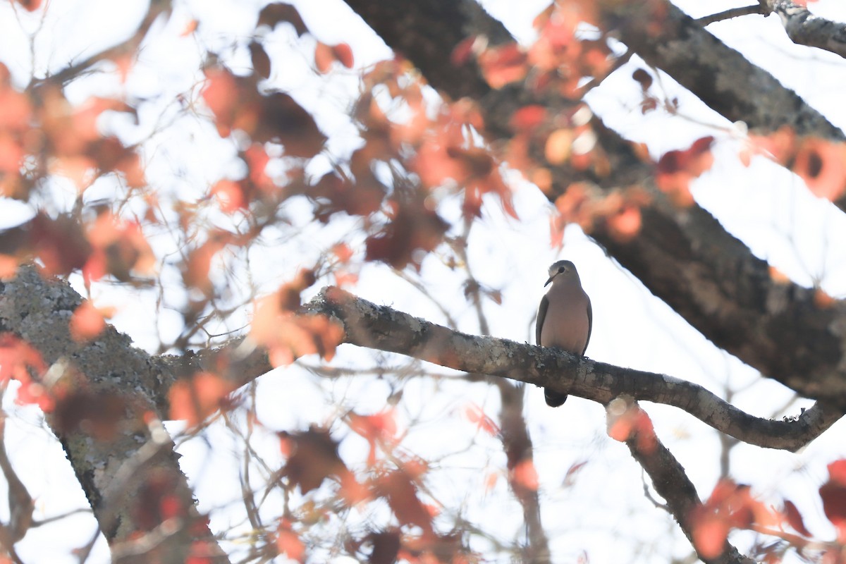 Emerald-spotted Wood-Dove - ML620738340