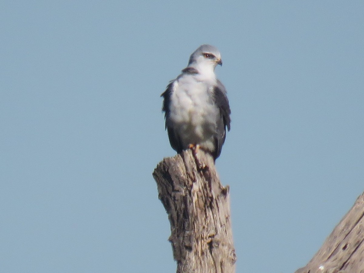 Black-winged Kite (African) - ML620738341