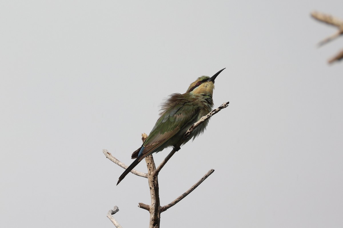 Rainbow Bee-eater - ML620738353