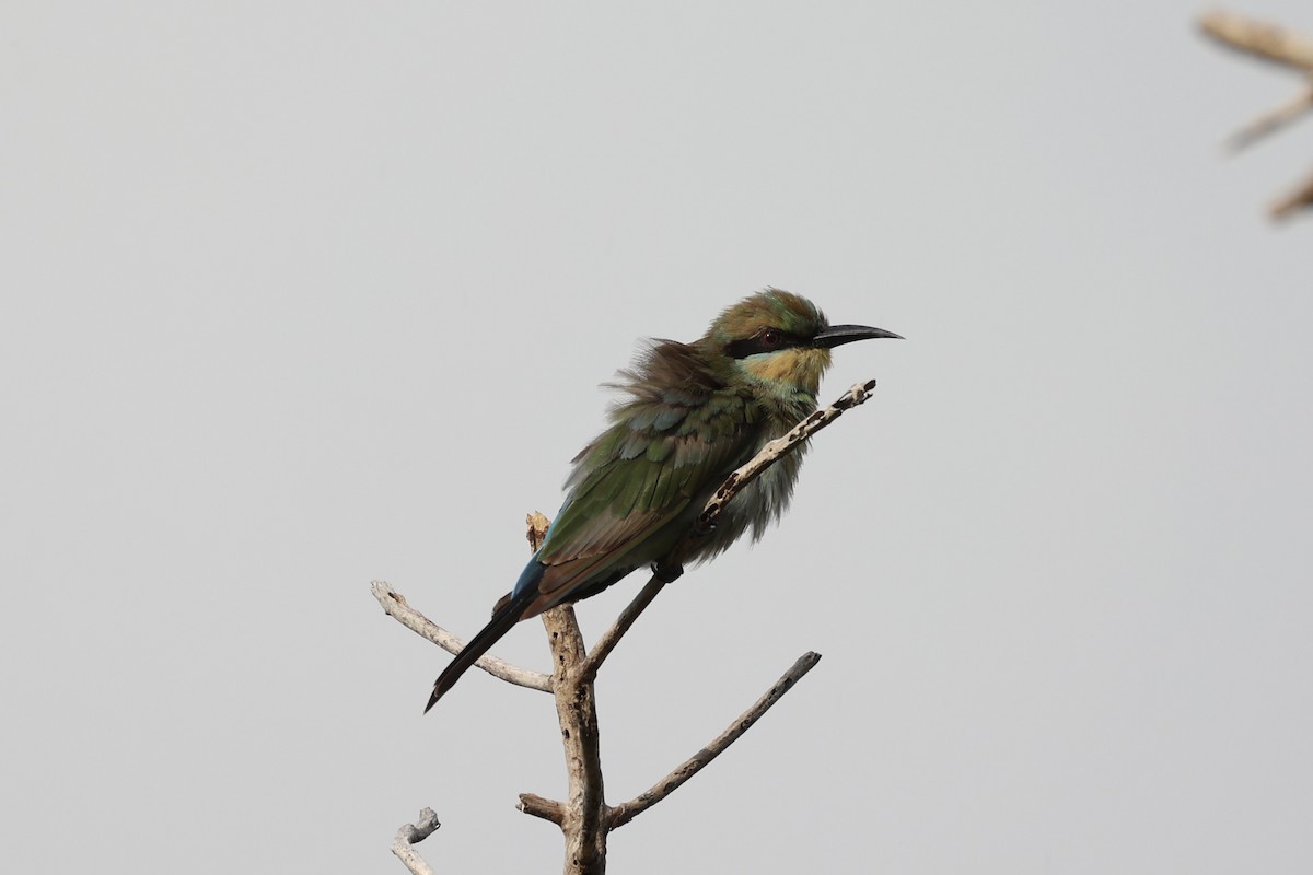 Rainbow Bee-eater - Andrew William