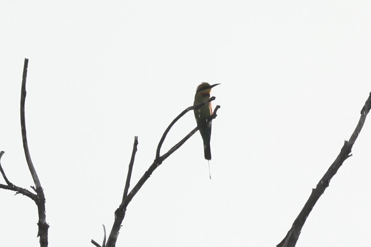 Rainbow Bee-eater - ML620738358