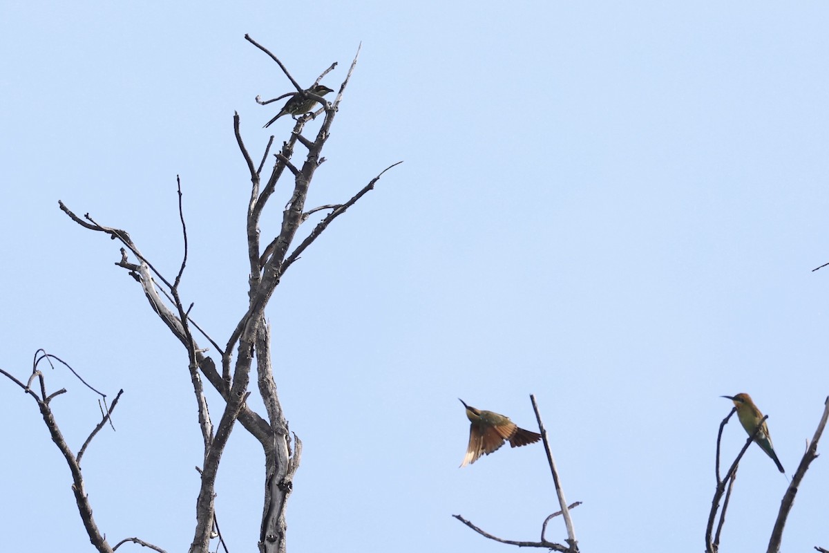 Rainbow Bee-eater - ML620738359