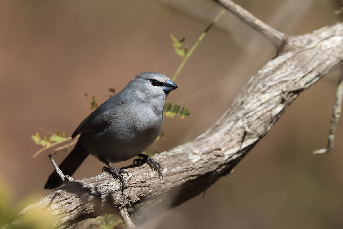 Black-tailed Waxbill - ML620738364