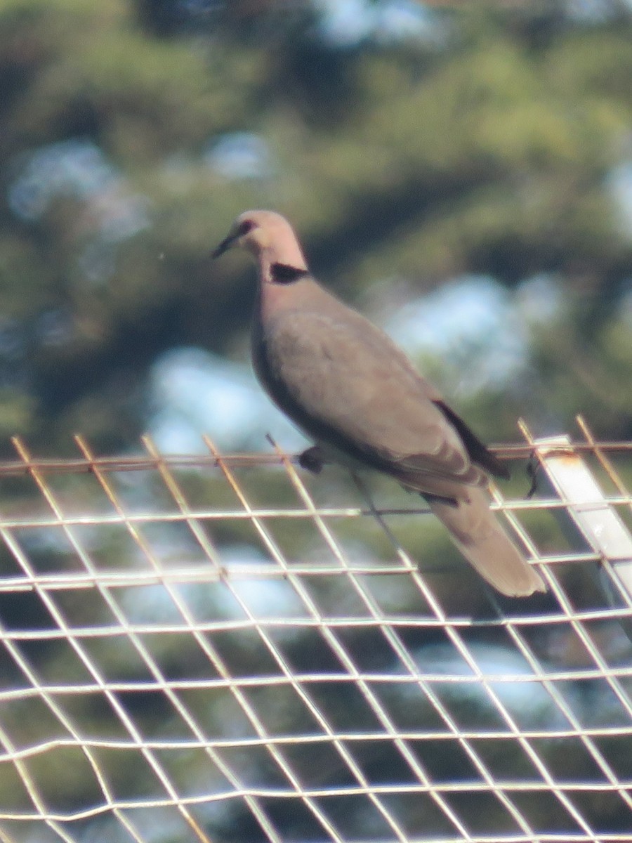 Red-eyed Dove - ML620738367