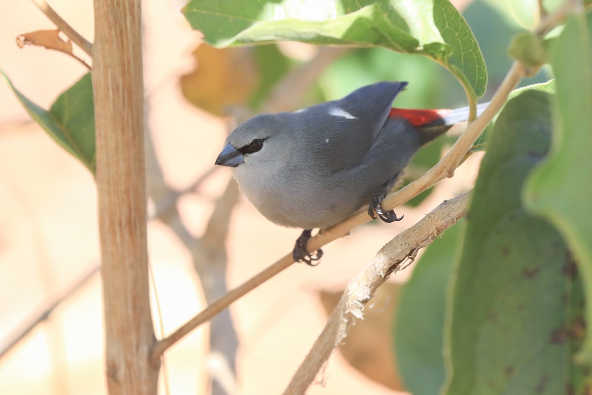 Black-tailed Waxbill - ML620738369