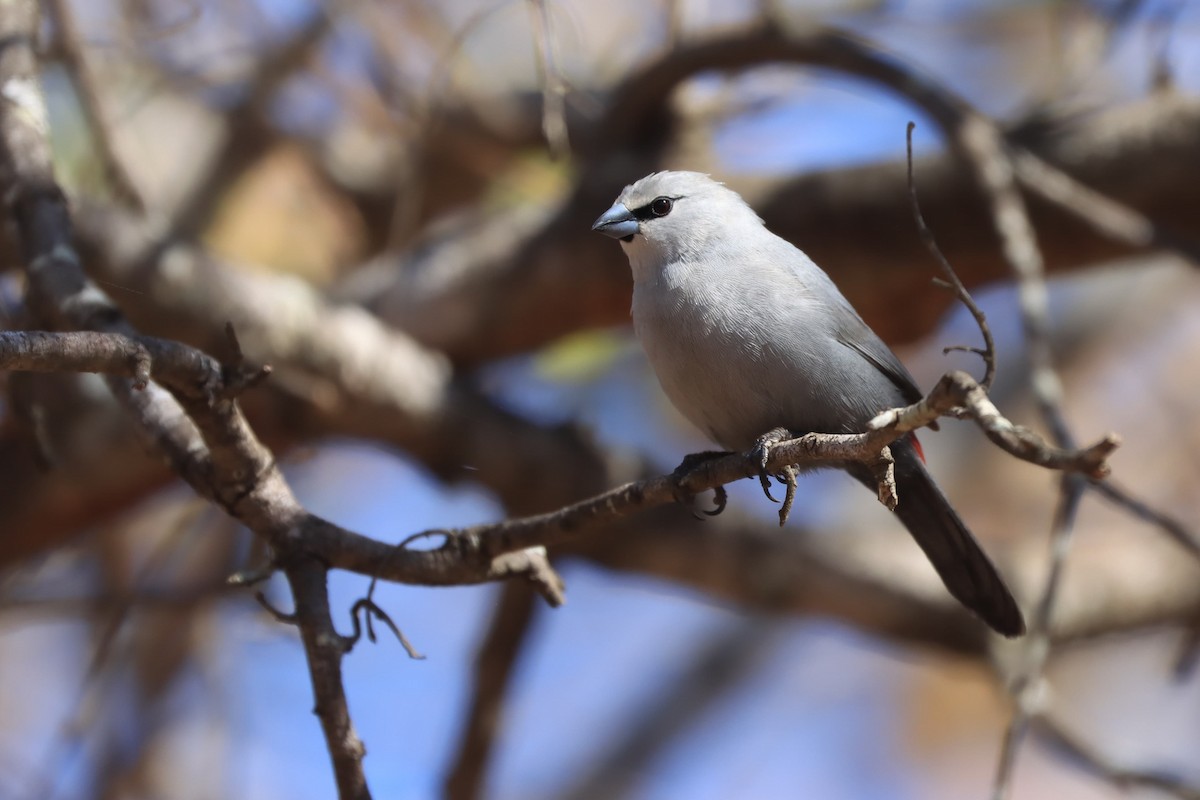 Black-tailed Waxbill - ML620738370