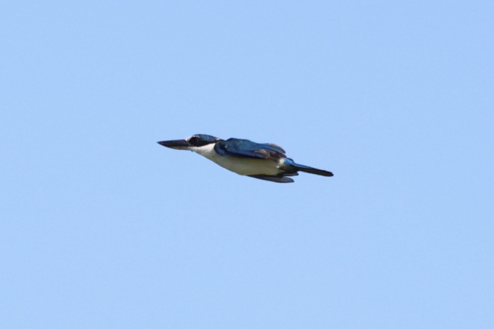 Melanesian Kingfisher - ML620738373